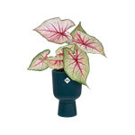 vibes fold coupe 14cm diepblauw